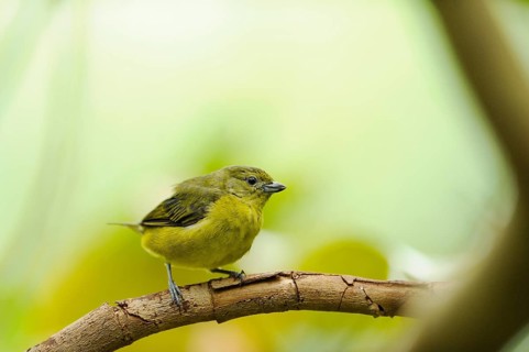 Close up of a Dickschnabelorganist (Euphonia laniirostris) sitting on a branch