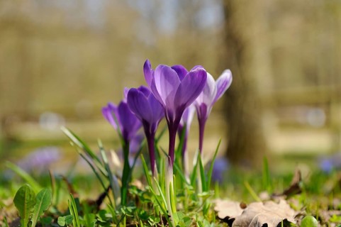Spring crocus (Crocus vernus) flowering on a meadow in spring, Bavaria