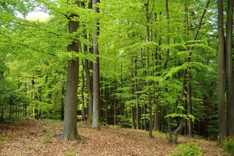A lush forest filled with vibrant green trees, Bavaria