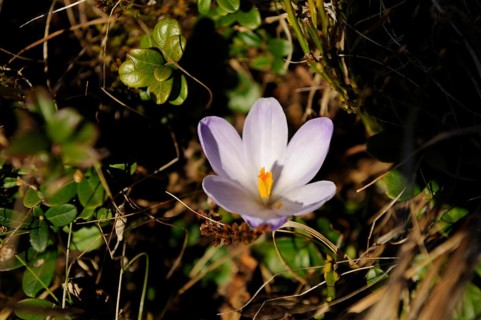 Spring crocus (Crocus vernus) flowering on a meadow in spring, Bavaria