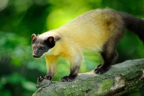 Yellow-throated marten (Martes flavigula) in a forest, captive
