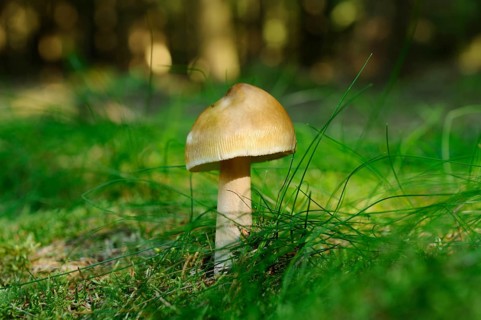 Tawny grisette or Orange-brown ringless amanita (Amanita fulva) on the mossy ground of a forest,