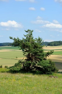Single pine tree on a green meadow with fields in the background, Upper Palatinate