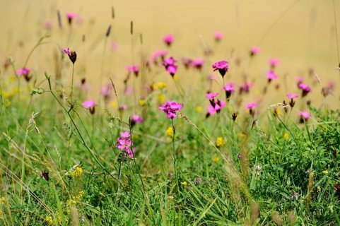 Carthusian pink (Dianthus carthusianorum) blossoms on a meadow, Upper Palatinate