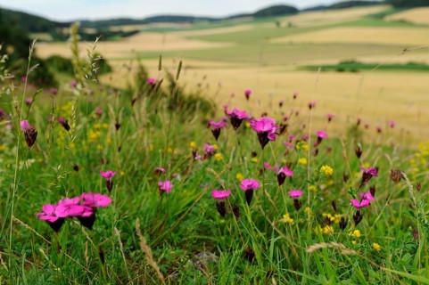 Carthusian pink (Dianthus carthusianorum) blossoms on a meadow, Upper Palatinate