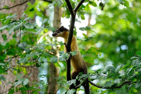 Yellow-throated marten (Martes flavigula) in a forest, captive