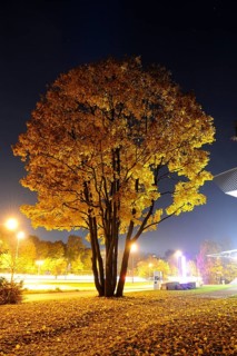 A tall tree with yellow foliage on an autumn evening, illuminated by bright streetlights, in a