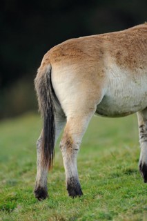 Przewalski's horse (Equus ferus przewalskii) Hintern auf einer Wiese, Bayern