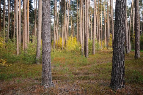 Sunlit pine forest with tall trunks and sparse undergrowth creating a tranquil scene, Bavaria