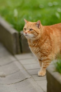 Red-haired cat walking on a pavement in the garden, felidae (Felis catus), Bavaria