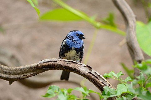 Turquoise tanager (Tangara mexicana) sitting on a branch, captive, naturally in Brazil