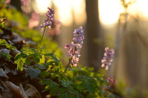 Purple flowers and green leaves in a forest bathed in soft morning sunlight, creating a serene