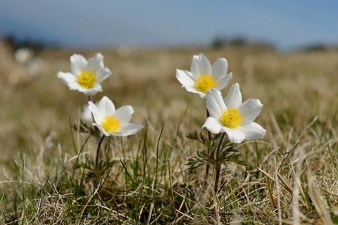 Alpine pasqueflower (Pulsatilla alpina) flowers on a meadow in the alps, Styria