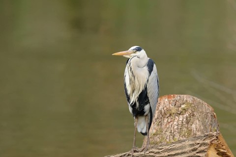 Grey heron (Ardea cinerea) standing at the shore of a lake, wildlife, Upper Palatinate
