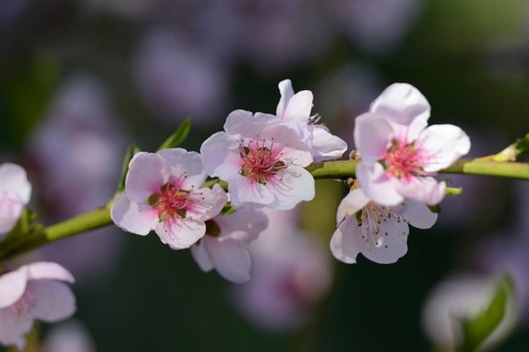 Close-up of Cherry plum (Prunus cerasifera) blossoms in spring, Bavaria