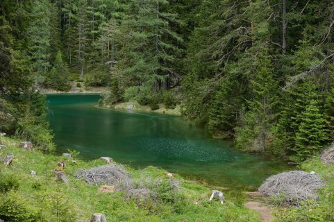 Lush vegetation surrounds a lake with green water in a dense forest, Grüner See, Styria