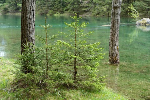 Young spruce trees stand on the shore of a quiet and clear lake, Grüner See, Styria