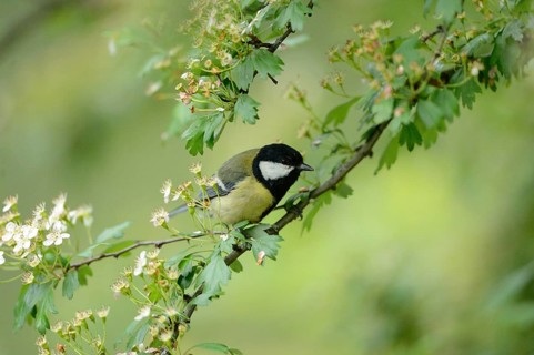 Great tit (Parus major) on a flowering branch surrounded by green leaves in a natural setting,