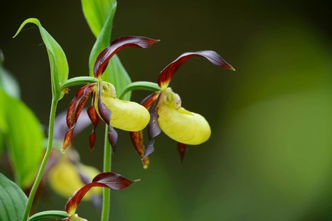 Close-up of lady's-slipper orchid (Cypripedium calceolus) in a forest in spring, Bavaria, Germany,