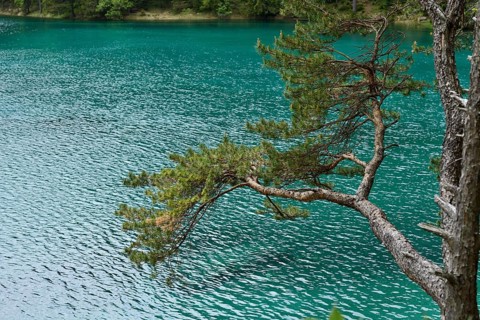 Branch of a tree protrudes over blue-green water of a lake, lush vegetation can be seen in the