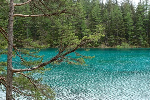View of a lake with clear blue-green water, surrounded by a dense forest and branches in the