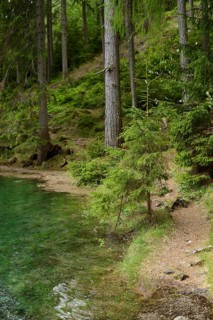 Path along a forest on the lakeshore with clear green water, surrounded by tall trees, Grüner See,
