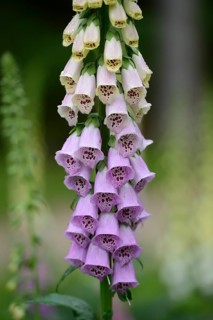 A close-up of a foxglove flower with purple and white blooms against a green background, Foxglove