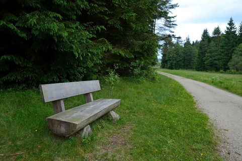A wooden bench stands at the edge of a forest path, surrounded by green grass and tall trees, Upper