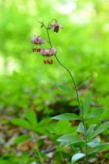 Close-up of a Martagon lily (Lilium martagon) flowering in a forest surrounded by green foliage,