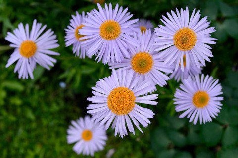 European Michaelmas daisy (Aster amellus) blooms in a garden, Bavaria