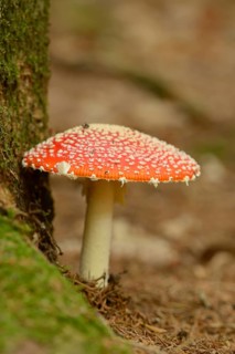 Fly agaric (Amanita muscaria) on a forest ground, Bavaria