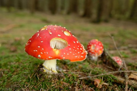 Fly agaric (Amanita muscaria) on a mossy forest ground, Bavaria