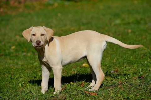 A Labrador Retriever puppy stands on a green meadow and looks curiously into the camera, Bayern