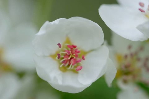 Close-up of pear tree blossoms in spring, Upper palatinate, Bavaria, Germany, Europe