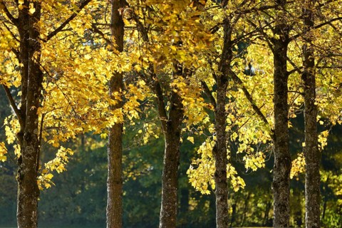 Landscape of Norway maple (Acer platanoides) tree trunks in autumn