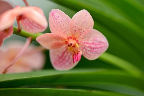 Close-up of blossoms from a Ascocenda Yip Sum Wah orchid