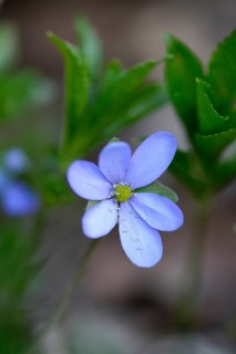 Close-up of a Common Hepatica (Anemone hepatica) blossom in a forest in spring, Bavaria, Germany,