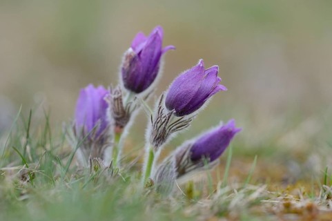Close-up of pasque flower (Pulsatilla vulgaris) blossoms in a meadow in spring, Bavaria, Germany,