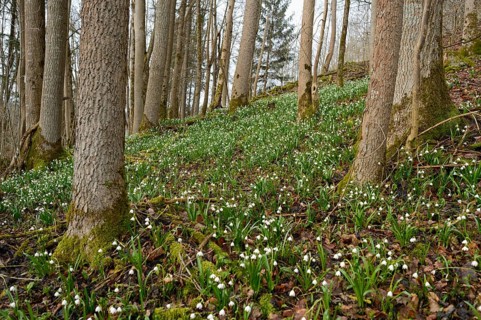 Landscape of Spring Snowflake (Leucojum vernum) blossoms in a forest in spring, Upper Palatinate,