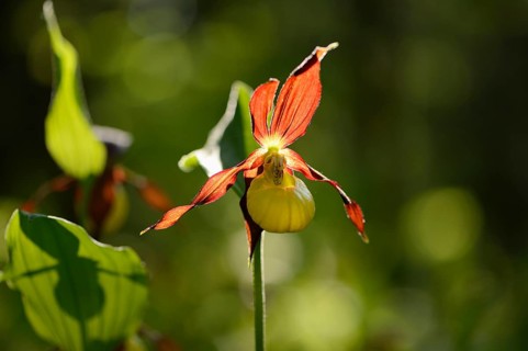 Close-up of lady's-slipper orchid (Cypripedium calceolus) in a forest in spring, Bavaria, Germany,