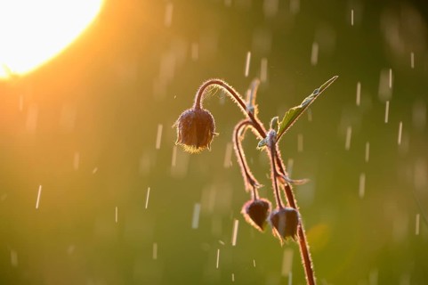 Close-up of water avens (Geum rivale) blossoms in a moor in spring, Bavaria, Germay