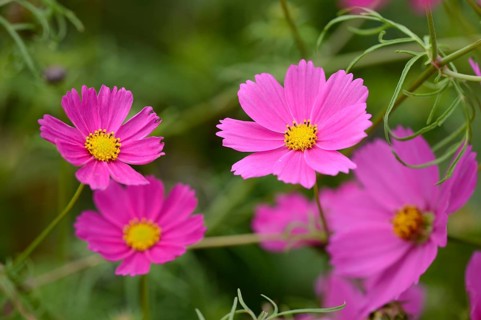Close-up of a blossom from a garden cosmos (Cosmos bipinnatus) in a garden, Germany, Europe