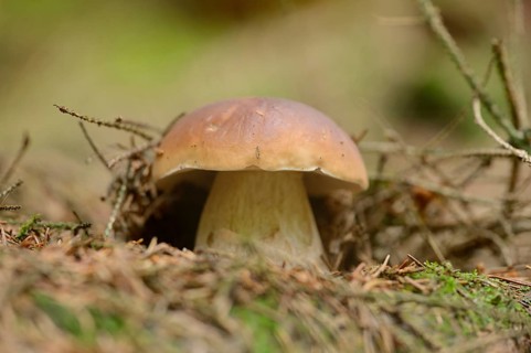 Close-up of a enny bun (Boletus edulis) in a forest, Germany, Europe