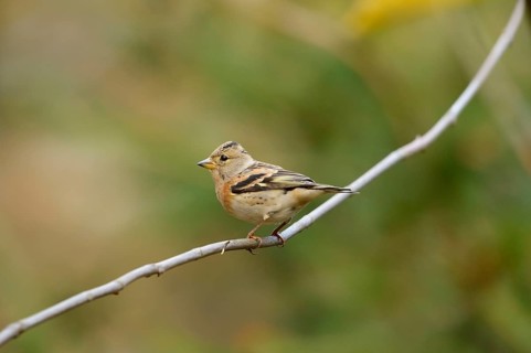 Close-up of a Brambling (Fringilla montifringilla) in autumn in the bavarian forest