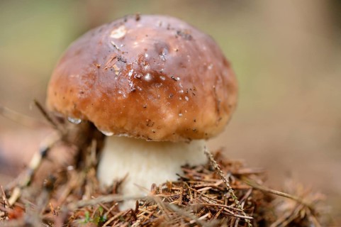 Close up of a penny bun (Boletus edulis) mushroom on the forest floor in autumn