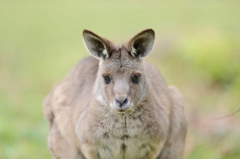 Close-up of an Eastern grey kangaroo (Macropus giganteus)