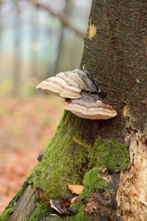 Tinder fungus (Fomes fomentarius) on a European beech (Fagus sylvatica) tree trunk in autumn