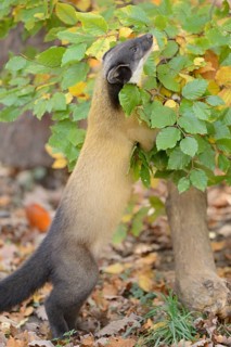 Close-up of a yellow-throated marten (Martes flavigula) in a forest in autumn