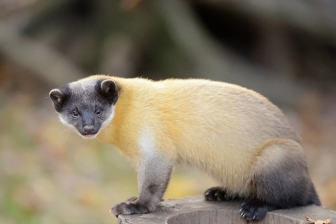 Close-up of a yellow-throated marten (Martes flavigula) in a forest in autumn