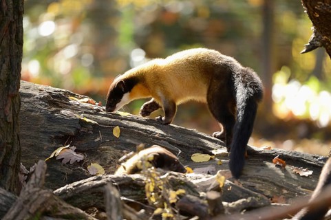 Close-up of a yellow-throated marten (Martes flavigula) in a forest in autumn